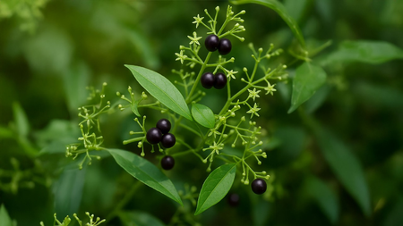 त्वचा को चमकदार और खून को साफ करने में मददगार है मंजिष्ठा, जानें इस जड़ी-बूटी के फायदे और उपयोग का तरीका
