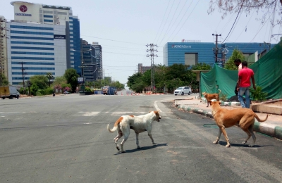 Supreme Court orders immediate removal of stray dogs from Delhi-NCR streets Supreme Court orders immediate removal of stray dogs from Delhi-NCR streets