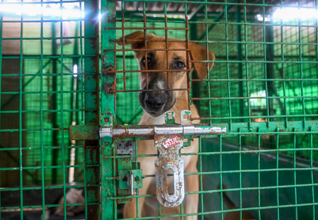 Amid uproar, larger SC bench to again hear stray dogs case today