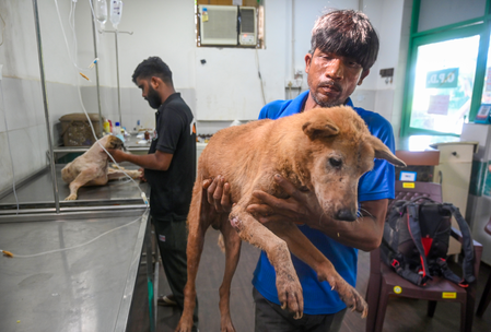 SC modifies earlier directions on stray dogs; orders their release post sterilisation, immunisation