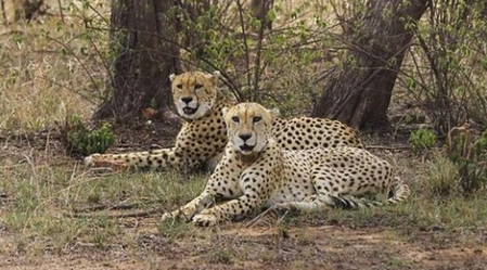 'Uninhibited and unchained': Jwala's 130-km dash puts India’s wildlife corridor to test