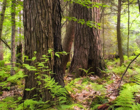 TN plans to introduce AI cameras to reduce human-wildlife conflict in Valparai forest