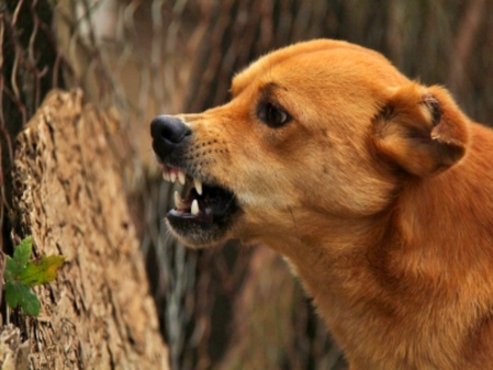 Udaipur: 5-year-old boy mauled by stray dogs; residents outraged