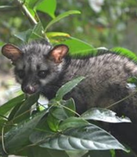 After troubling CM and LoP, toddy cat disrupts Kerala HC proceedings