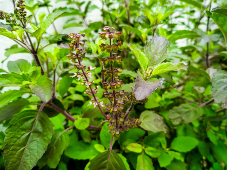 हर तुलसी का है अपना महत्व राम-श्याम, कपूर और वन, जानें किस बीमारी में कौन सी Tulsi का करें इस्तेमाल