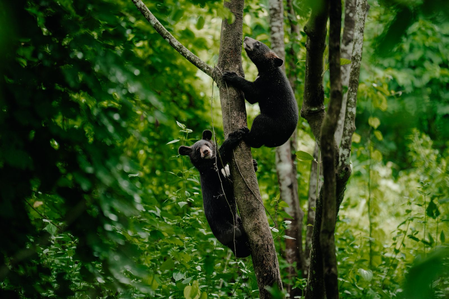 Two orphaned Asiatic black bears released in Assam national park after 6 months of care in Kaziranga Two orphaned Asiatic black bears released in Assam national park after 6 months of care in Kaziranga