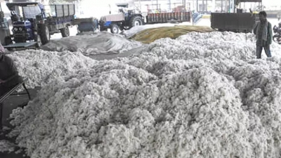 TN cotton farmers demand production subsidy as prices face sharp decline