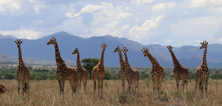 Four giraffe species officially recognised in major scientific reclassification: IUCN report Four giraffe species officially recognised in major scientific reclassification: IUCN report