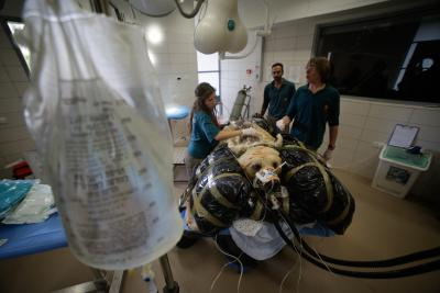 India launches first-ever national guidelines for animal blood transfusion, blood banks