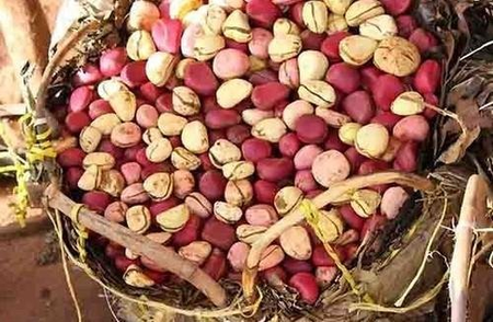 Gujarat: Groundnut sowing hits record 125 pc