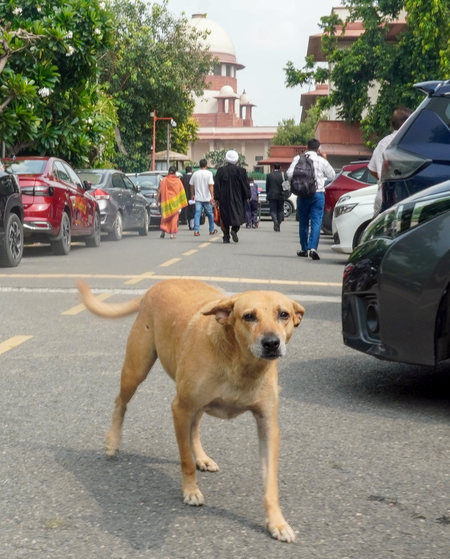 Rajasthan becomes 'first' state to implement Supreme Court's order on stray dogs
