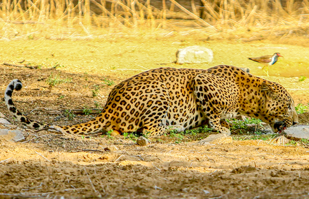 TN forest department plans to trap, capture leopard straying into Ooty town