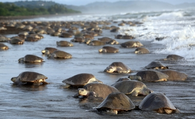 TN launches Rs 84-lakh project to track Olive Ridley turtles