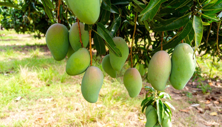 India’s horticulture output leaps to 367.72 million tonnes India’s horticulture output leaps to 367.72 million tonnes