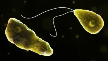 Two more die of amoebic meningoencephalitis in Kerala, including infant