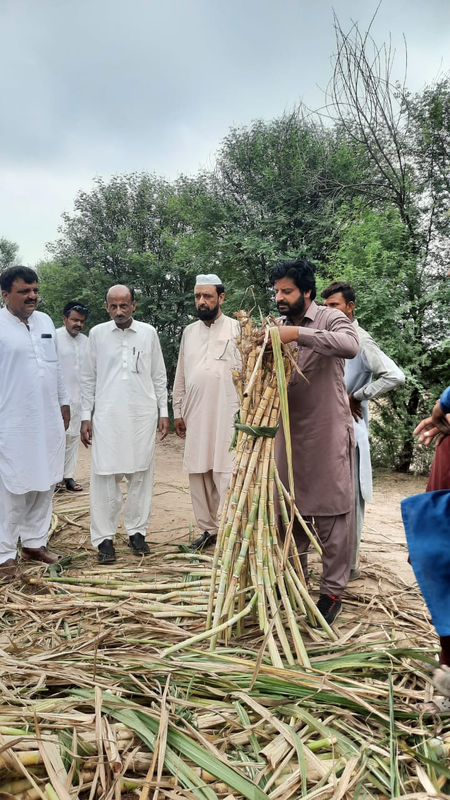 Pakistan’s sugar industry marred with corruption and political nexus: Report