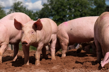 New swine fever outbreak reported at Latvian farm