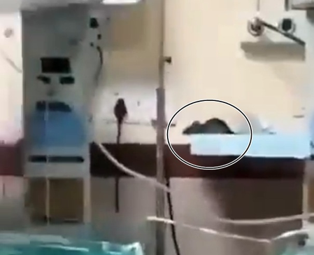 MP shocker: Rodents bite two newborn babies in ICU, one dies
