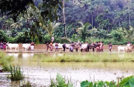 20 booked for illegal bull race in Thiruvananthapuram