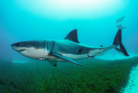 Man killed in shark attack at Sydney beach