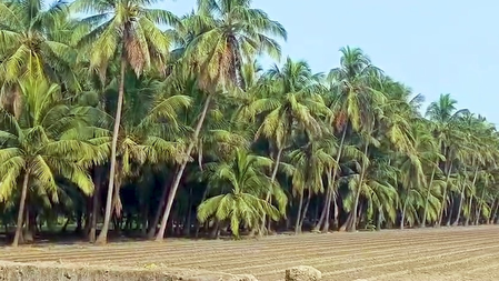 Gujarat witnesses record rise in coconut production, annual yield crosses 26 crore mark