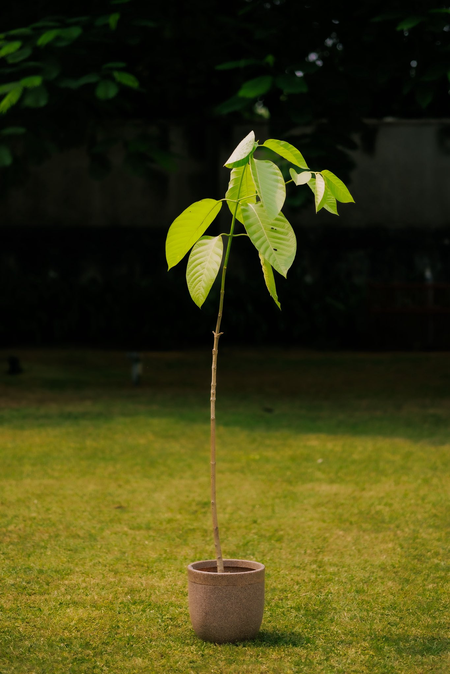 King Charles gifts Kadamb tree sapling to PM Modi on his 75th birthday