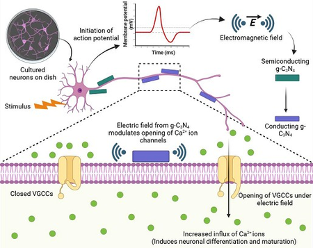 INST researchers develop nanomaterial that stimulates brain cells without surgery