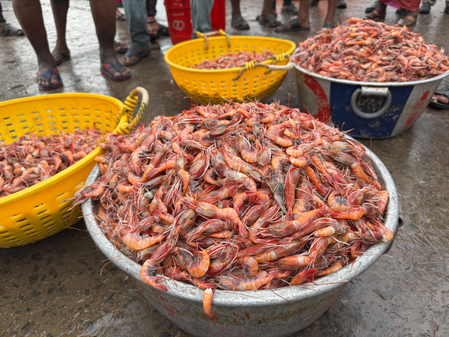 India moves closer to global certification for 10 fish species