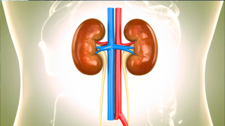 Young night shift workers more at risk of developing kidney stones: Study