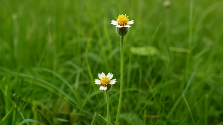 लिवर की सफाई ही नहीं घाव को भरने में भी मददगार है ये जड़ी-बूटी, जानें इस्तेमाल का तरीका