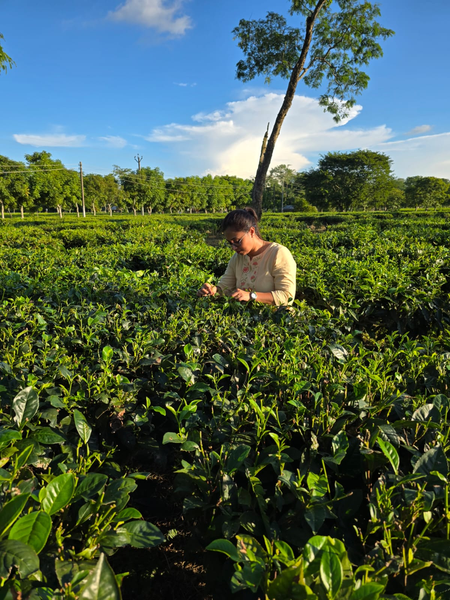 Nagaland varsity study explores tea blossoms’ potential for wellness products, rural growth