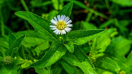 भृंगराज बालों से लेकर लिवर तक, स्वास्थ्य के लिए चमत्कारिक औषधि भृंगराज बालों से लेकर लिवर तक, स्वास्थ्य के लिए चमत्कारिक औषधि