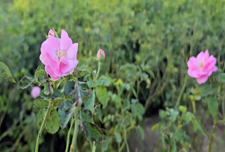In UP’s Kannauj, rose cultivation giving a fillip to farmers’ income In UP’s Kannauj, rose cultivation giving a fillip to farmers’ income