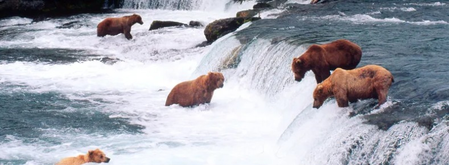 Slovenians urge govt to curb rising brown bear population Slovenians urge govt to curb rising brown bear population
