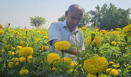 जम्मू-कश्मीर पारंपरिक खेती को छोड़ आधुनिक तकनीकों को अपना रहे किसान, कर रहे मोटी कमाई जम्मू-कश्मीर पारंपरिक खेती को छोड़ आधुनिक तकनीकों को अपना रहे किसान, कर रहे मोटी कमाई