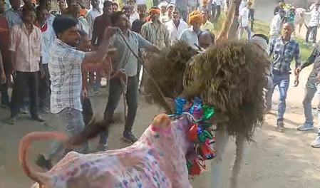 मध्य प्रदेश राजगढ़ के सुल्तानिया में मनाया गया तमिलनाडु के जल्लीकट्टू की तर्ज पर छोड़ा उत्सव मध्य प्रदेश राजगढ़ के सुल्तानिया में मनाया गया तमिलनाडु के जल्लीकट्टू की तर्ज पर छोड़ा उत्सव