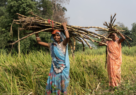 उत्तर प्रदेश के गन्ना किसानों के लिए खुशखबरी, सरकार ने गन्ना मूल्य में 30 रुपए प्रति क्विंटल की वृद्धि की उत्तर प्रदेश के गन्ना किसानों के लिए खुशखबरी, सरकार ने गन्ना मूल्य में 30 रुपए प्रति क्विंटल की वृद्धि की