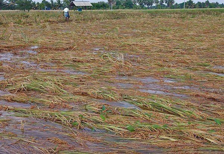 Farmers in TN delta districts reel under rain damage, delayed paddy procurement