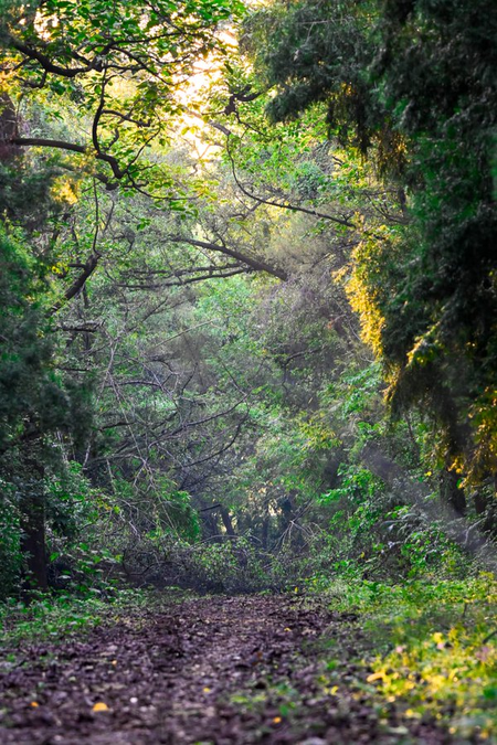 India committed to global climate action with expanding forest cover, sustainable forestry: Govt