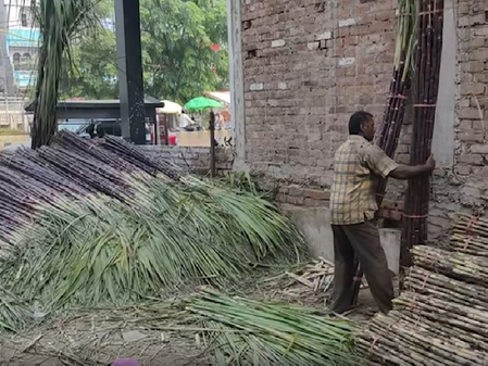 लोक आस्था का महापर्व  छठ पर बाजारों में बढ़ी गन्नों की डिमांड, खुश हुए गन्ना किसान लोक आस्था का महापर्व  छठ पर बाजारों में बढ़ी गन्नों की डिमांड, खुश हुए गन्ना किसान