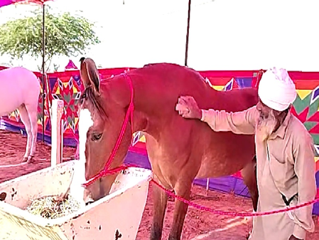 1 करोड़ की नगीना बनी अंतरराष्ट्रीय पुष्कर मेले का आकर्षण, कद-काठी और सुंदरता से जीता सैलानियों का दिल 1 करोड़ की नगीना बनी अंतरराष्ट्रीय पुष्कर मेले का आकर्षण, कद-काठी और सुंदरता से जीता सैलानियों का दिल