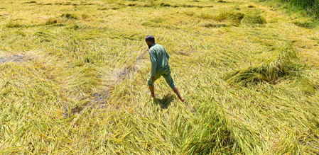BJP busy doing poll politics, increasing assets while neglecting woes of rain-hit farmers: Saamana