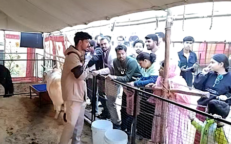 पुष्कर मेले में पुंगनूर नस्ल की गाय बनी आकर्षण का केंद्र पुष्कर मेले में पुंगनूर नस्ल की गाय बनी आकर्षण का केंद्र