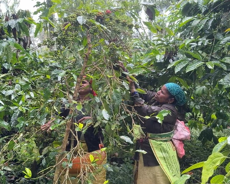 प्रधानमंत्री मोदी की प्रशंसा से कर्नाटक के कॉफी उत्पादक उत्साहित प्रधानमंत्री मोदी की प्रशंसा से कर्नाटक के कॉफी उत्पादक उत्साहित