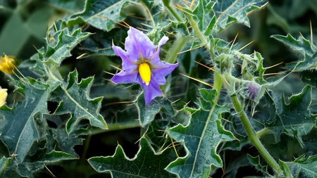 खांसी या दमा की समस्या से हैं परेशान, इस आयुर्वेदिक औषधि से मिलेगा आराम