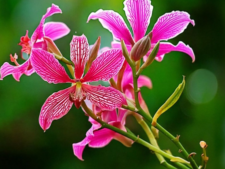 रक्त को शुद्ध करने समेत कई औषधि गुणों से भरपूर कचनार के फूल, कई समस्याओं से दिलाता है निजात रक्त को शुद्ध करने समेत कई औषधि गुणों से भरपूर कचनार के फूल, कई समस्याओं से दिलाता है निजात