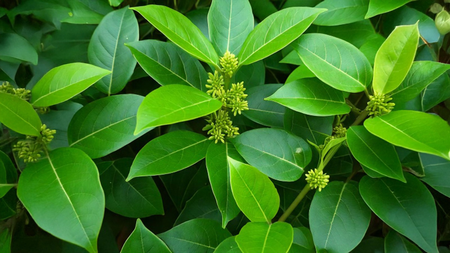 गुड़मार  डायबिटीज के मरीजों के लिए चमत्कारी जड़ी-बूटी, मीठे की क्रेविंग को भी करे कंट्रोल गुड़मार  डायबिटीज के मरीजों के लिए चमत्कारी जड़ी-बूटी, मीठे की क्रेविंग को भी करे कंट्रोल