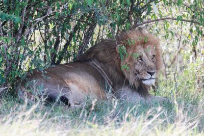 Nairobi girl dragged away, killed by lion Nairobi girl dragged away, killed by lion