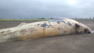 Huge increase in whale strandings along India's southwest coast: CMFRI