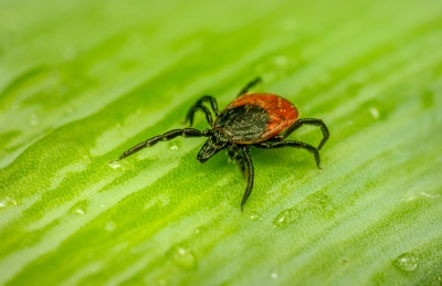Japan reports 135 cases of potentially fatal tick-borne disease in 2025